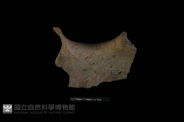 陶罐藏品圖，第4張