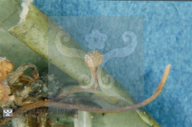 登錄號:F0010368藏品圖，第7張