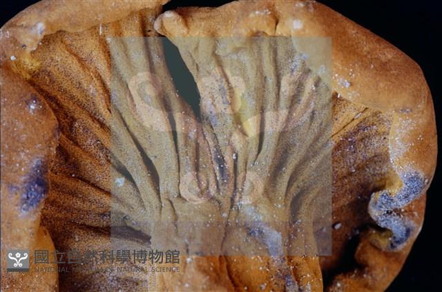 登錄號:F0004058藏品圖，第8張