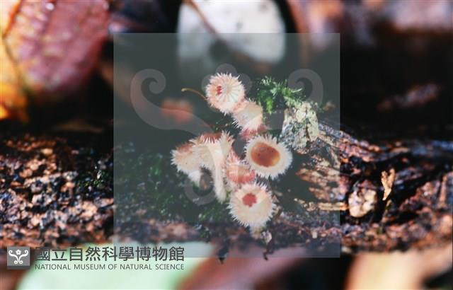 登錄號:F0014648藏品圖，第7張