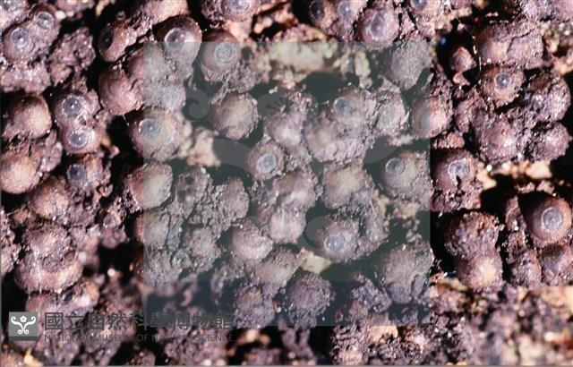 登錄號:F0013880藏品圖，第6張