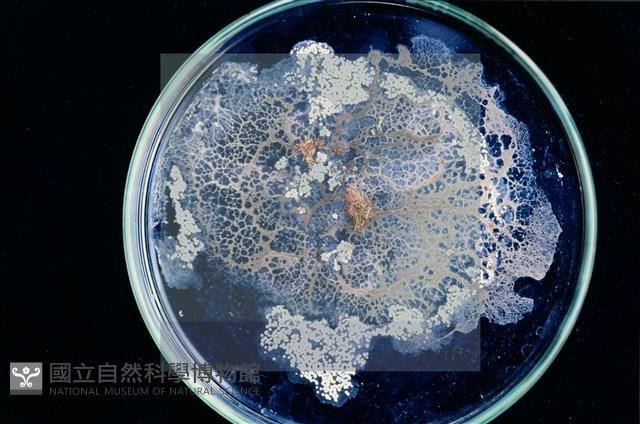 登錄號:F0010370藏品圖，第6張