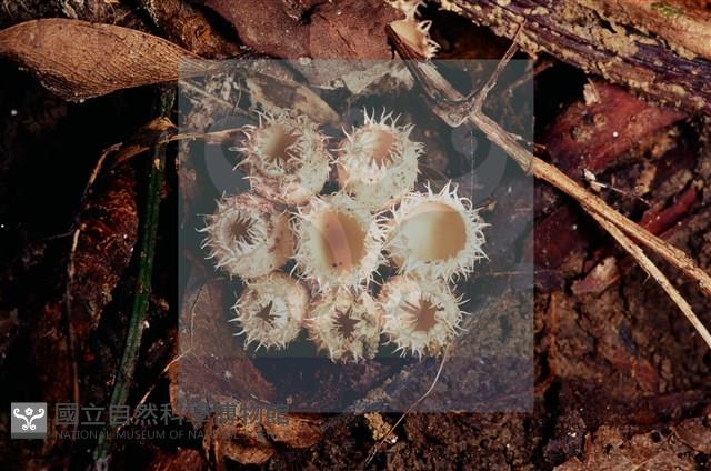 登錄號:F0005296藏品圖，第8張