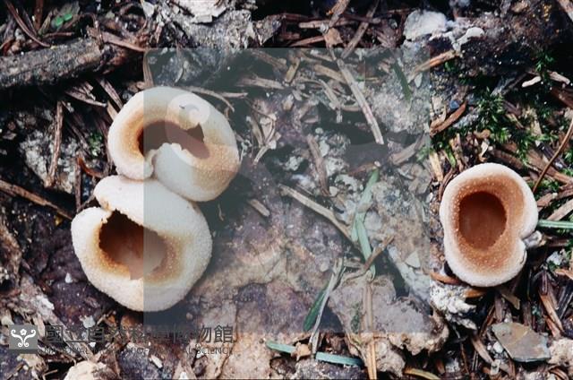 登錄號:F0003086藏品圖，第7張