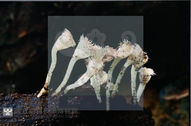 登錄號:F0008936藏品圖，第7張