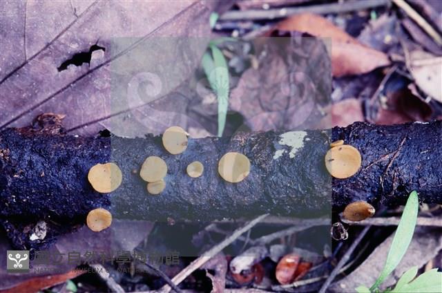 登錄號:F0005136藏品圖，第8張