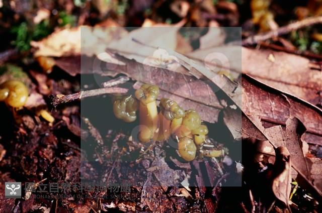 登錄號:F0016861藏品圖，第7張