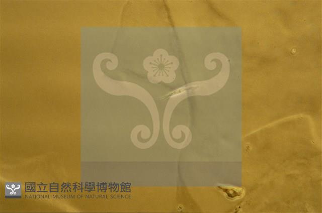 登錄號:F0009861藏品圖，第6張