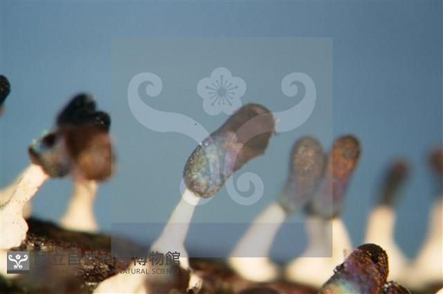 Accession Number:F0011301 Collection Image, Figure 6, Total 7 Figures