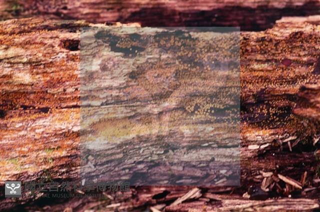 登錄號:F0022011藏品圖，第8張