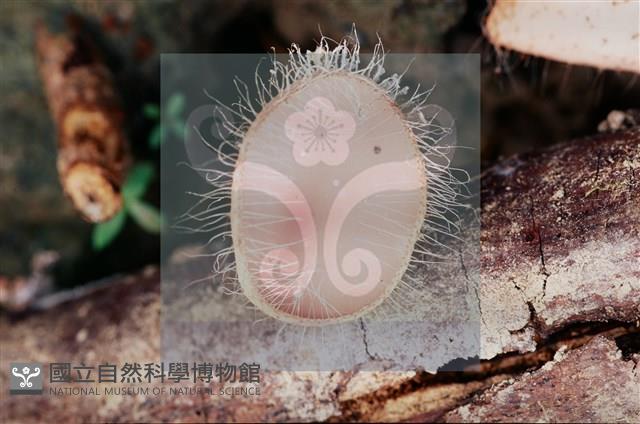 Accession Number:F0011304 Collection Image, Figure 7, Total 8 Figures