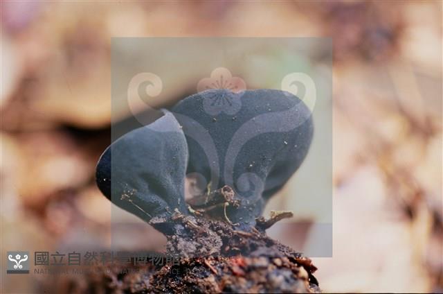 登錄號:F0015544藏品圖，第7張