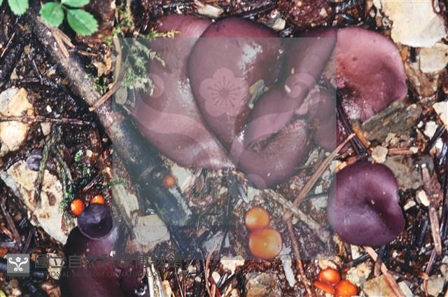 登錄號:F0002134藏品圖，第7張