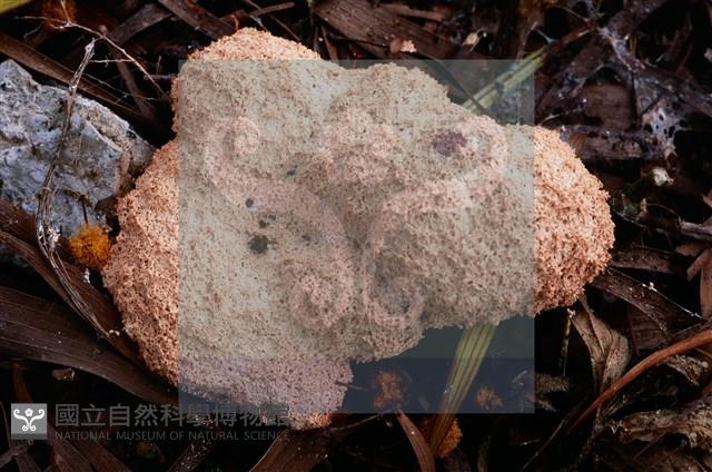 登錄號:F0015522藏品圖，第6張