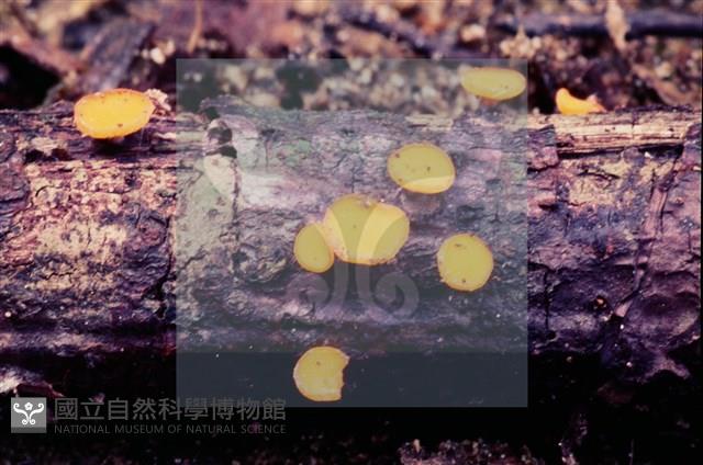 登錄號:F0004707藏品圖，第10張