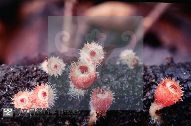 登錄號:F0004565藏品圖，第7張