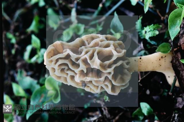 美味羊肚菌藏品圖，第7張