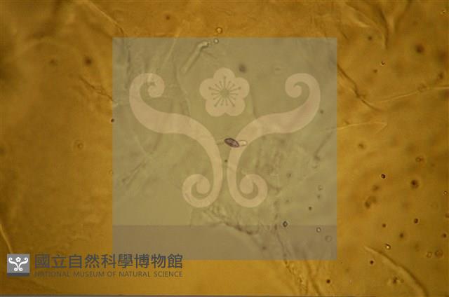 登錄號:F0009859藏品圖，第7張