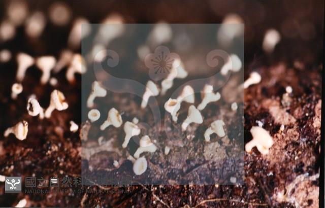 登錄號:F0005699藏品圖，第8張