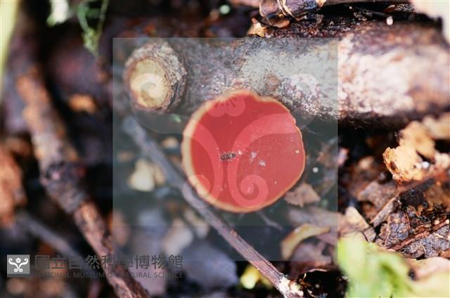 登錄號:F0015523藏品圖，第7張