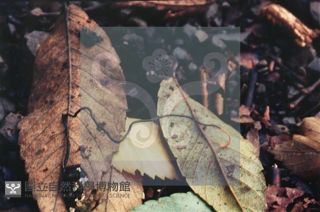 登錄號:F0003453藏品圖，第7張