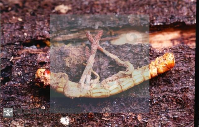 登錄號:F0013893藏品圖，第7張