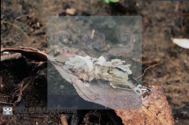 登錄號:F0009873藏品圖，第7張