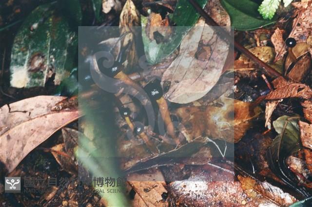 登錄號:F0005673藏品圖，第7張