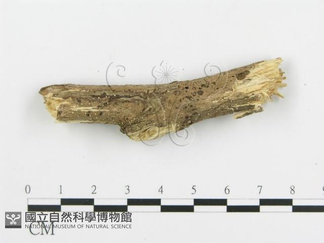 登錄號:F0015208藏品圖，第4張