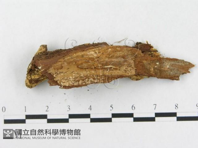 硬孔菌屬藏品圖，第4張