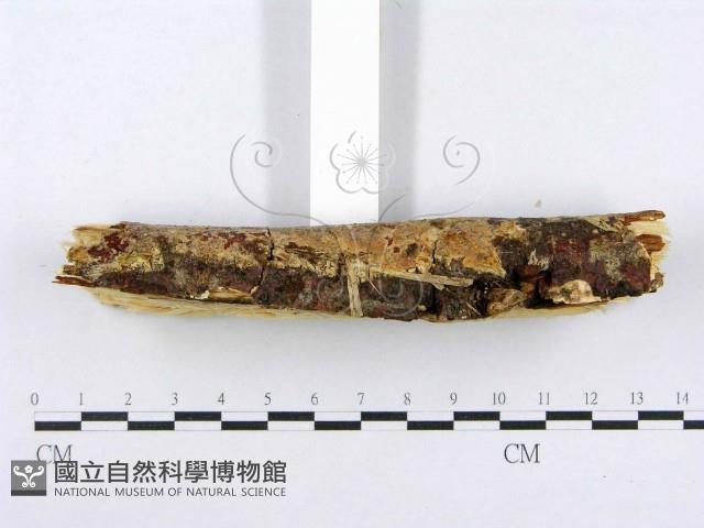 射脈菌屬藏品圖，第4張