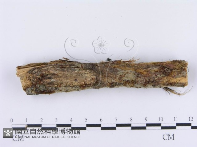 登錄號:F0003008藏品圖，第4張