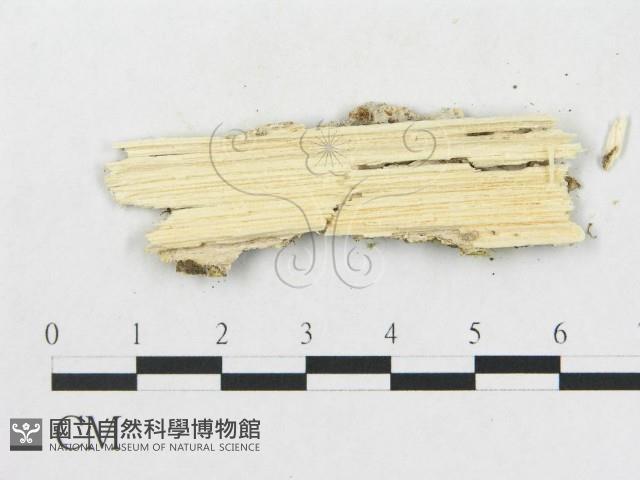 登錄號:F0009218藏品圖，第4張