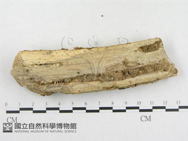 登錄號:F0005118藏品圖，第4張