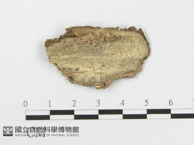 登錄號:F0005018藏品圖，第4張