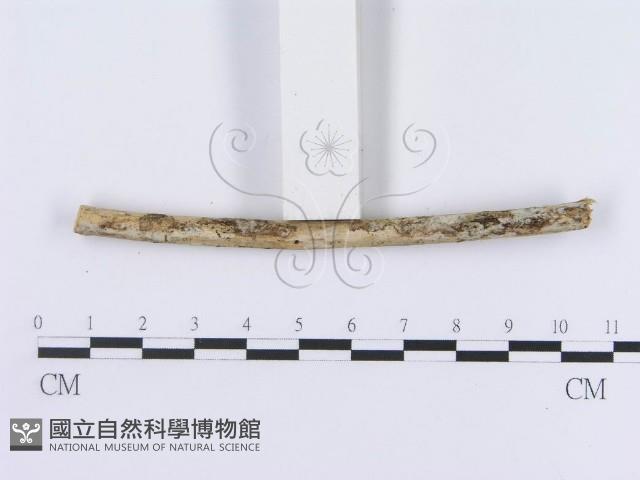 登錄號:F0015018藏品圖，第4張