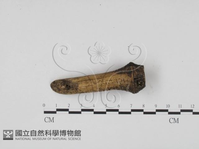 登錄號:F0009318藏品圖，第4張