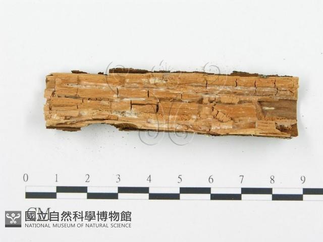 登錄號:F0004298藏品圖，第4張