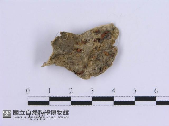 登錄號:F0007298藏品圖，第4張