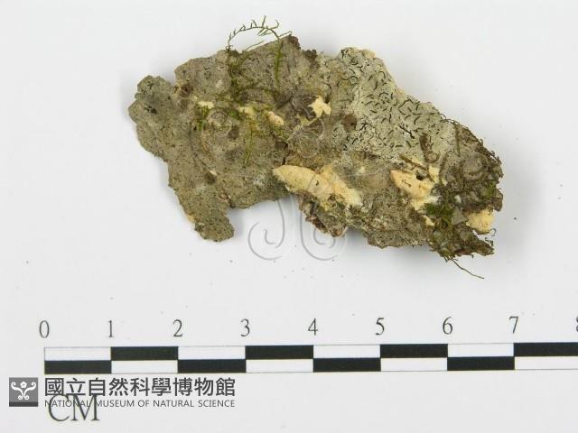 登錄號:F0017298藏品圖，第4張