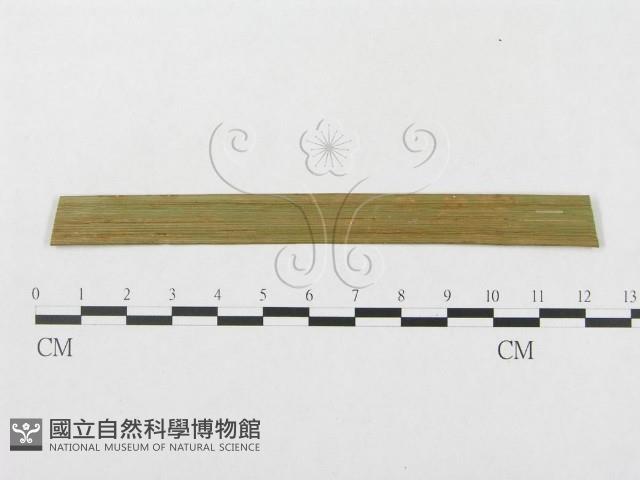 登錄號:F0019298藏品圖，第4張