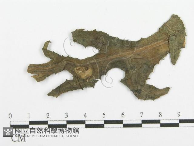 登錄號:F0018898藏品圖，第4張