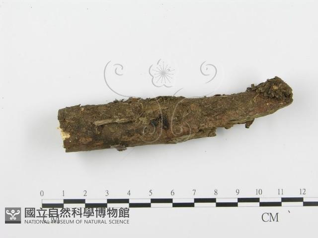 登錄號:F0004898藏品圖，第4張