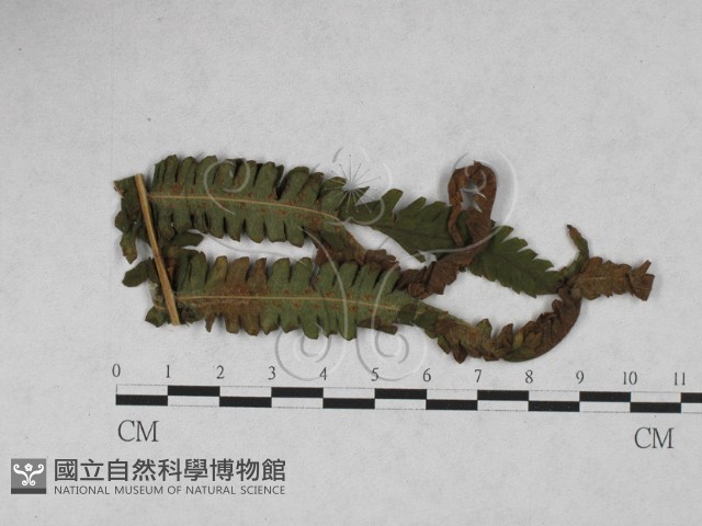 登錄號:F0027898藏品圖，第4張