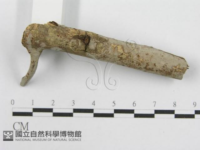筍殼菌屬藏品圖，第4張