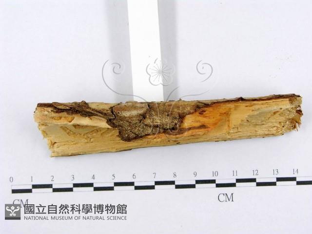 射脈菌屬藏品圖，第4張