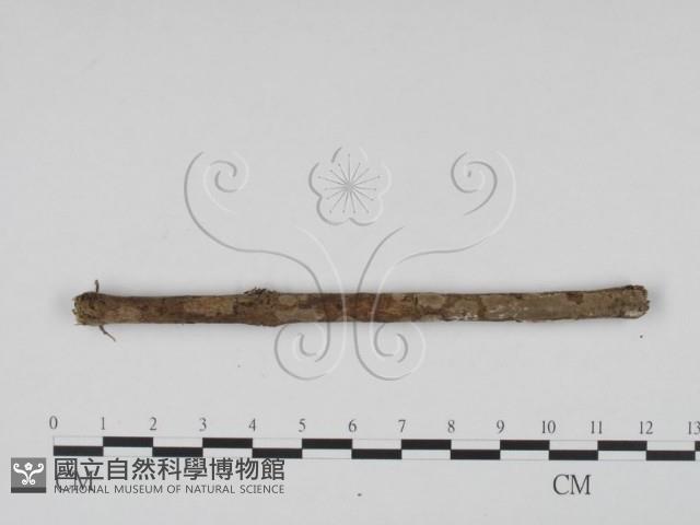 登錄號:F0007998藏品圖，第4張