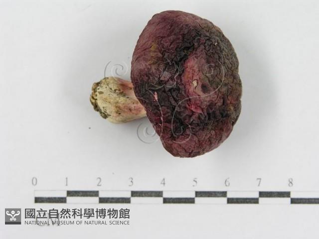 登錄號:F0015998藏品圖，第4張