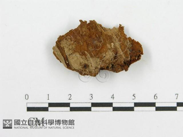 登錄號:F0017698藏品圖，第4張