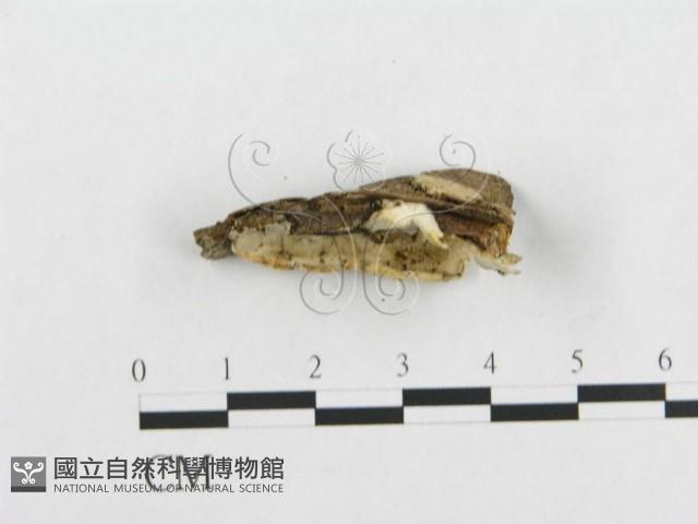 登錄號:F0017498藏品圖，第4張